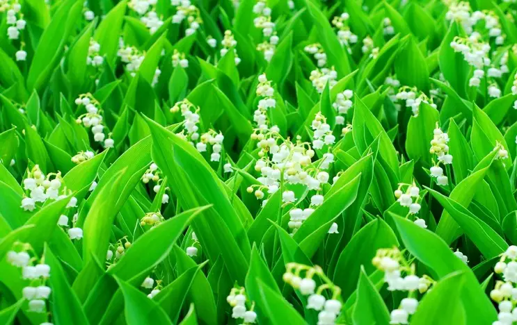 plantas de jardín lirio de los valles