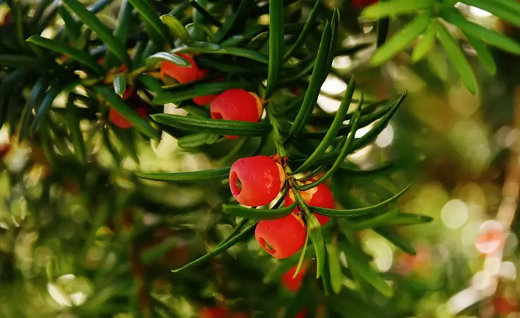 plantas de jardín tejo