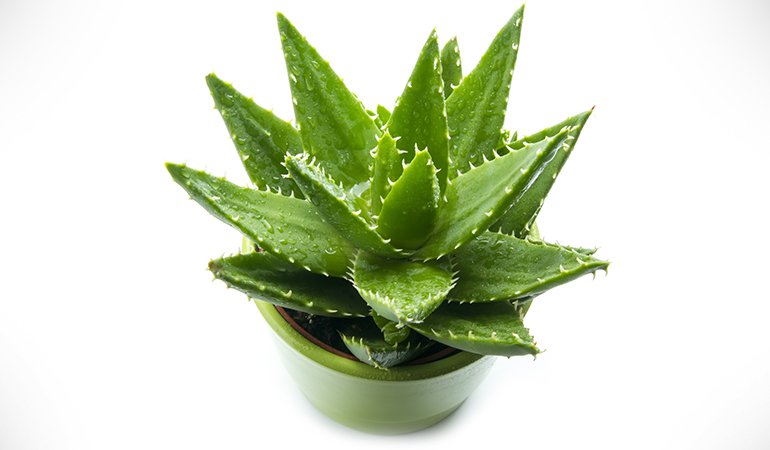 aloe vera para el cuarto de baño