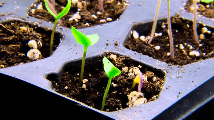 creciendo pimientos desde la semilla