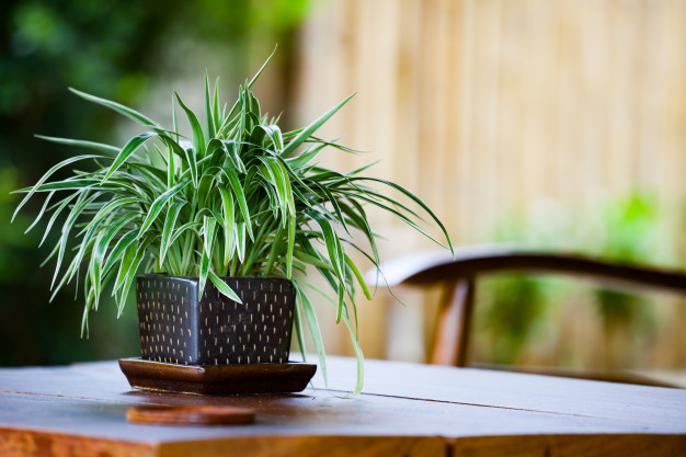 una planta de interior para el baño