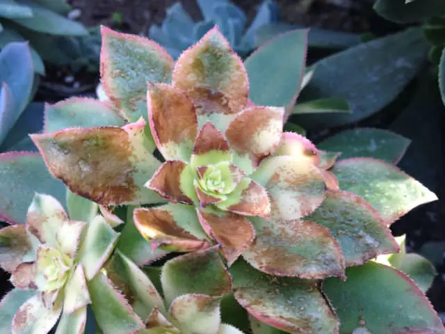 plantas con quemaduras solares