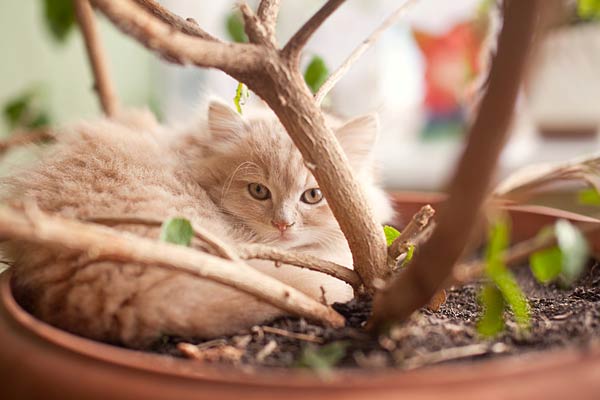 plantas de interior destrozadas