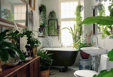 plantas de interior que van muy bien con el baño