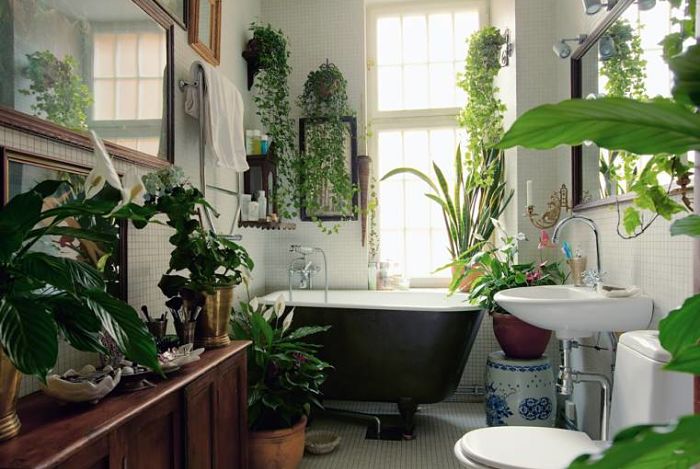 plantas de interior que van muy bien con el baño