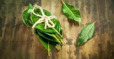 Beneficios para la salud de las hojas de laurel