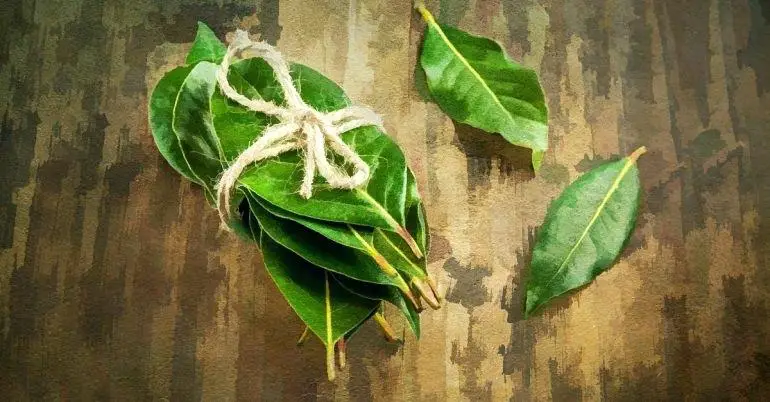 Beneficios para la salud de las hojas de laurel