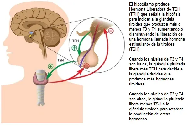 hormonas tiroideas ilustraciÃ³n