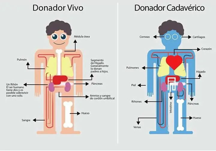 órganos que pueden donarse