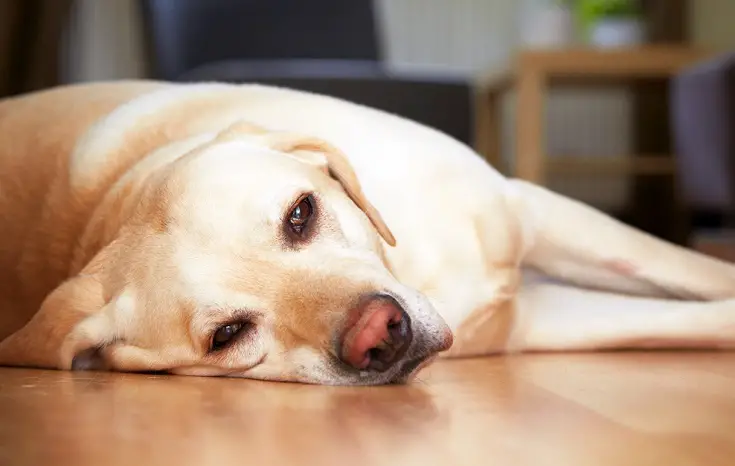 cáncer en perros