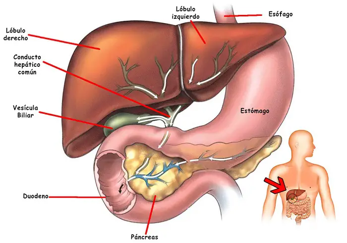 cosas increíbles que tu hígado hace con tu cuerpo