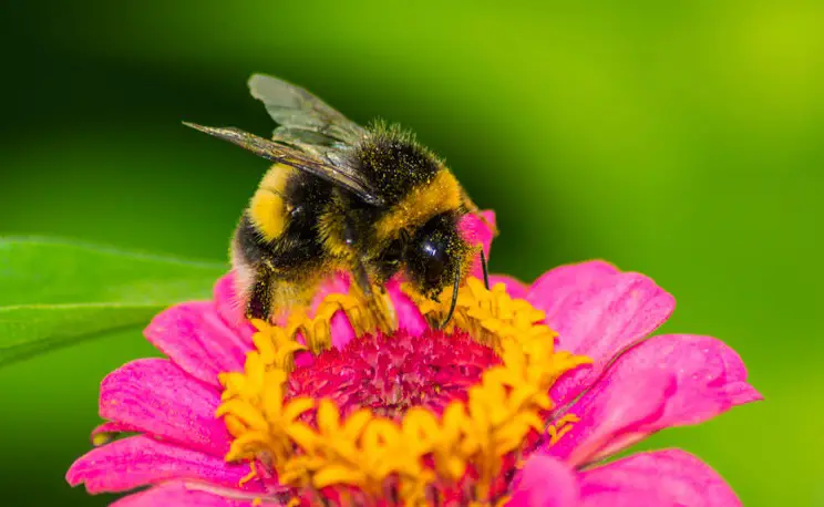 cuchara de azucar para las abejas