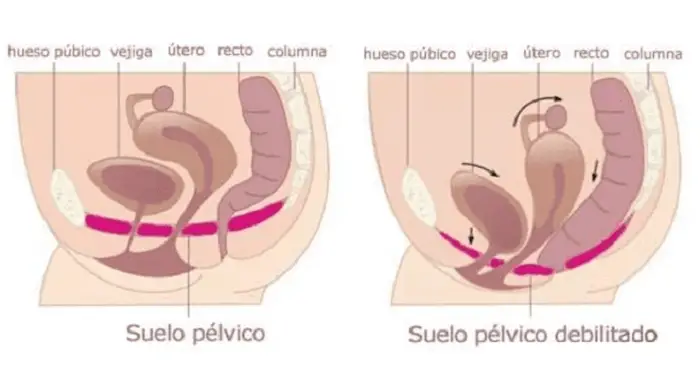 suelo pélvico ilustración