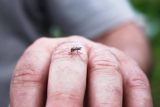 persona que ha sido picada por un mosquito que trasmite el dengue