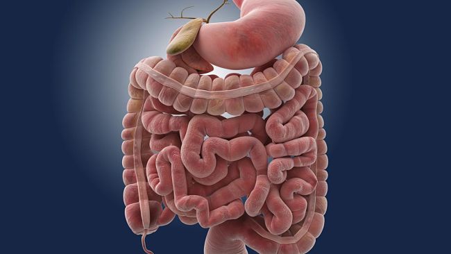 Las alteraciones en el intestino y sus manifestaciones en el cuerpo