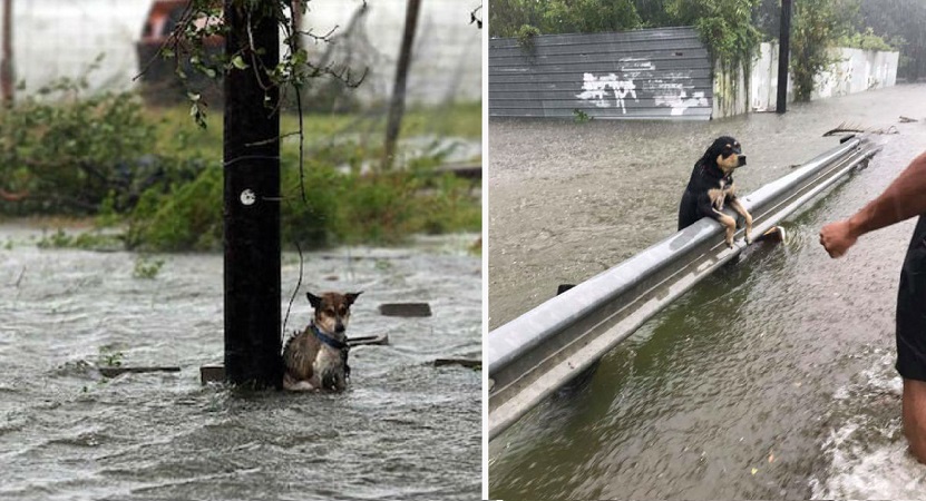 desastres naturales que afectan a animales