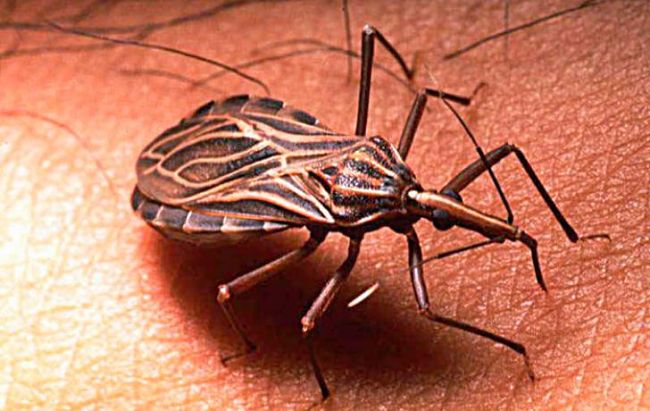 Un insecto trasmitiendo el mal de chagas