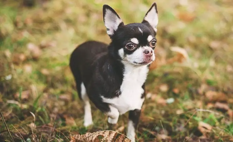 Chihuahua perros para criar