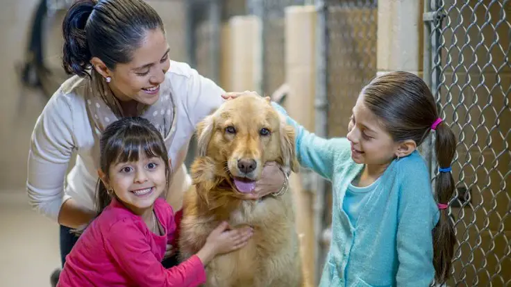 adoptar una mascota