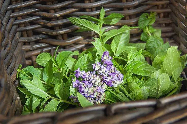 aromas a lavanda y menta