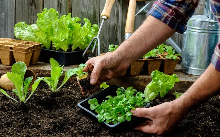 hogar más ecológico produciendo un jardín