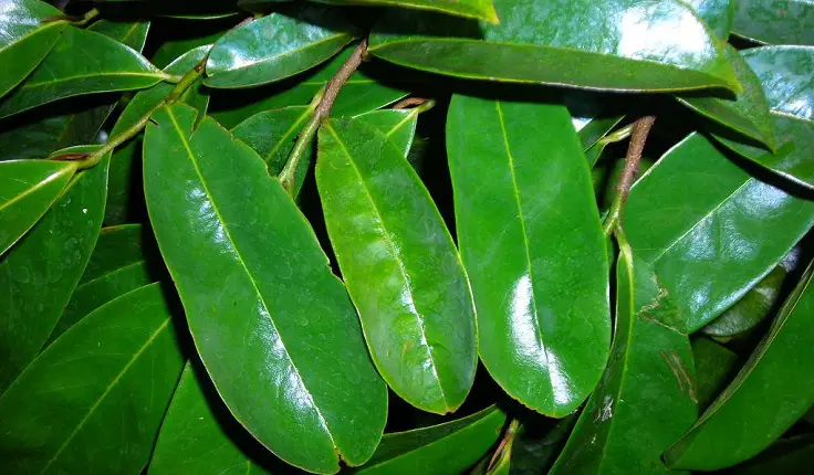 hojas de guanábana para té
