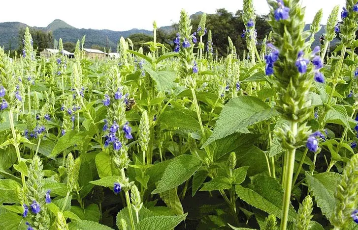 crecer semillas de chía planta