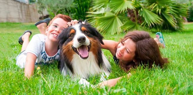 Cómo elegir al perro adecuado para ti