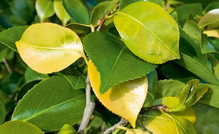 deficiencia de nitrógeno en las plantas