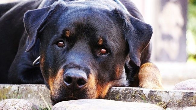 Un perro rottweiler cuida a bebé y le salva la vida