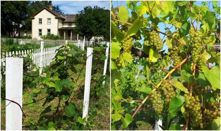 cultivar un viñedo en el patio