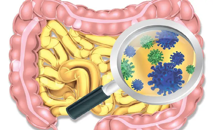 la fibra y el microbioma intestinal