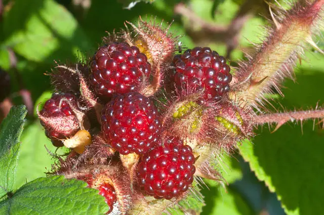 cereza japonesa