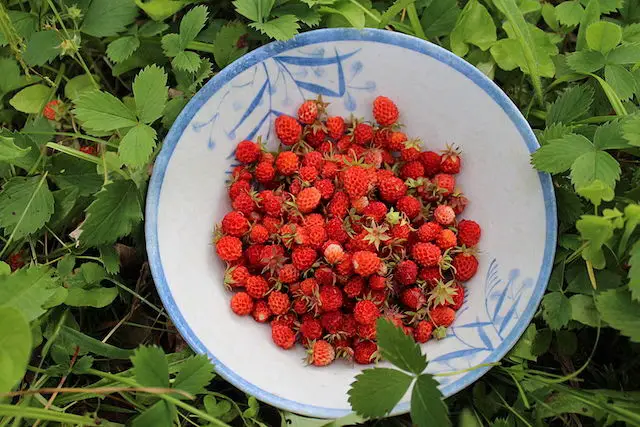 frutas y verduras fresa alpina