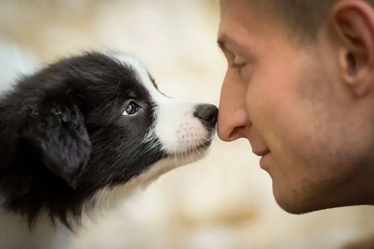 perros pueden oler el cáncer