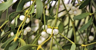 Menta Poleo Conoce Sus Propiedades Beneficios Y Usos