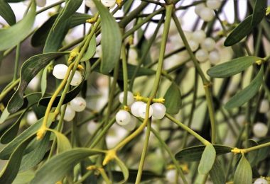 Los beneficios del muérdago como planta medicinal