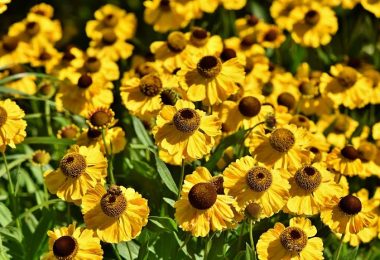 Flores de equinácea