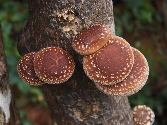 hongos medicinales shiitake