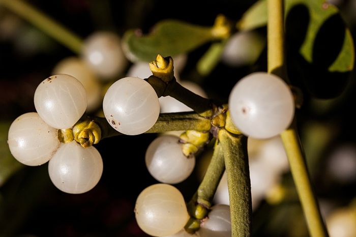 muérdago frutos colgando de las ramas verdes