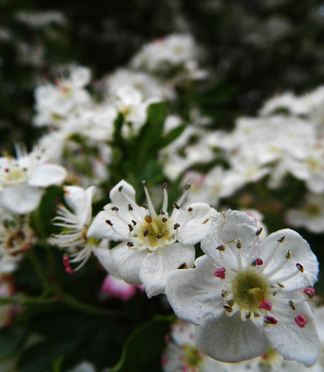 Beneficios de tener en el jardín un espino blanco