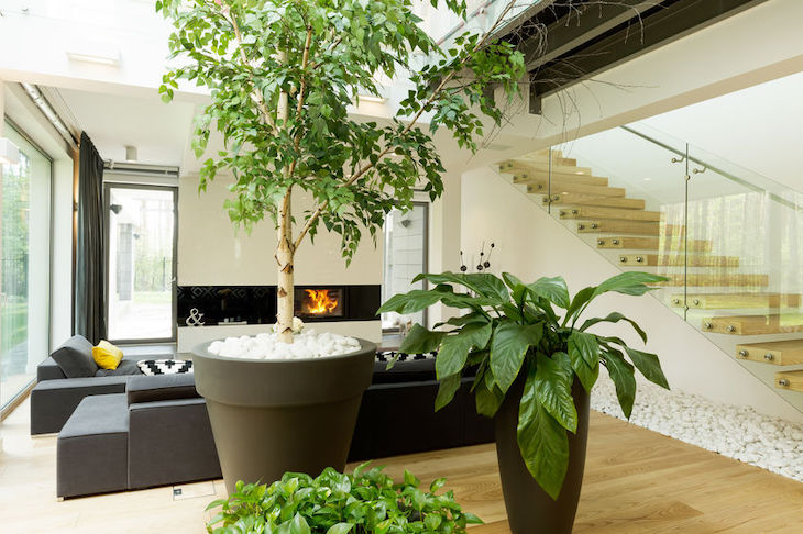 plantas de interiores