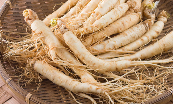 ginseng para quemar grasa