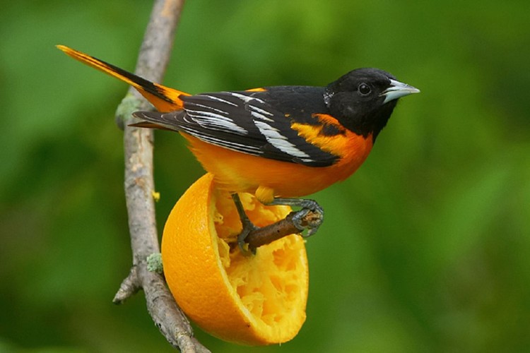 Estacoes De Alimentacao De Aves