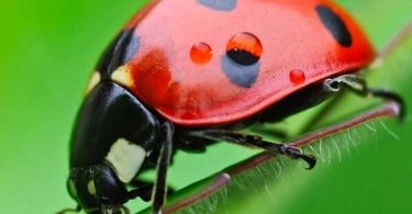 Cómo puedes atraer catarinas a tu jardín