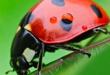 Cómo puedes atraer catarinas a tu jardín