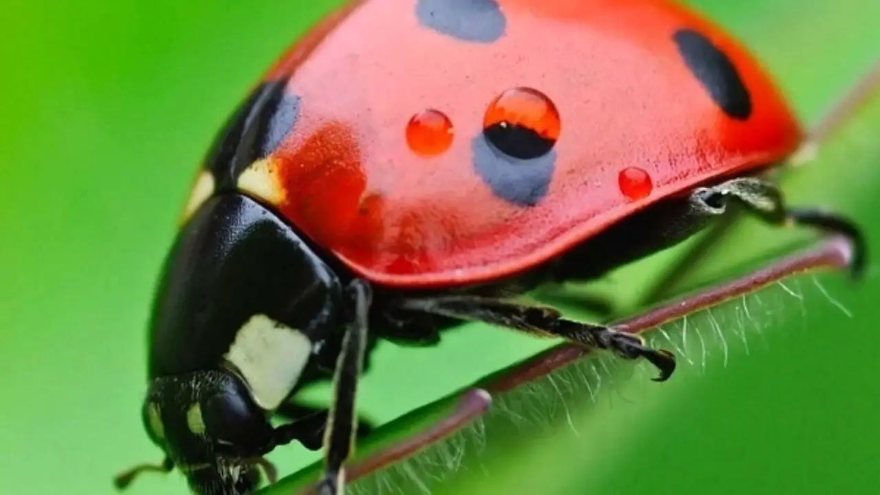 Cómo puedes atraer catarinas a tu jardín