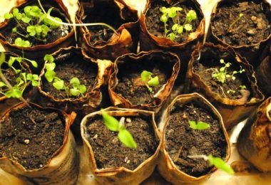 Cómo germinar semillas en contenedores de plástico