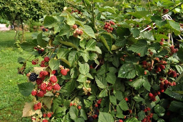 cultivar moras luz