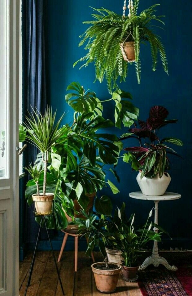 decorar una habitación con plantas en la pared